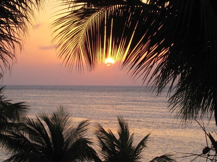 Sun setting through fronds onto silver water