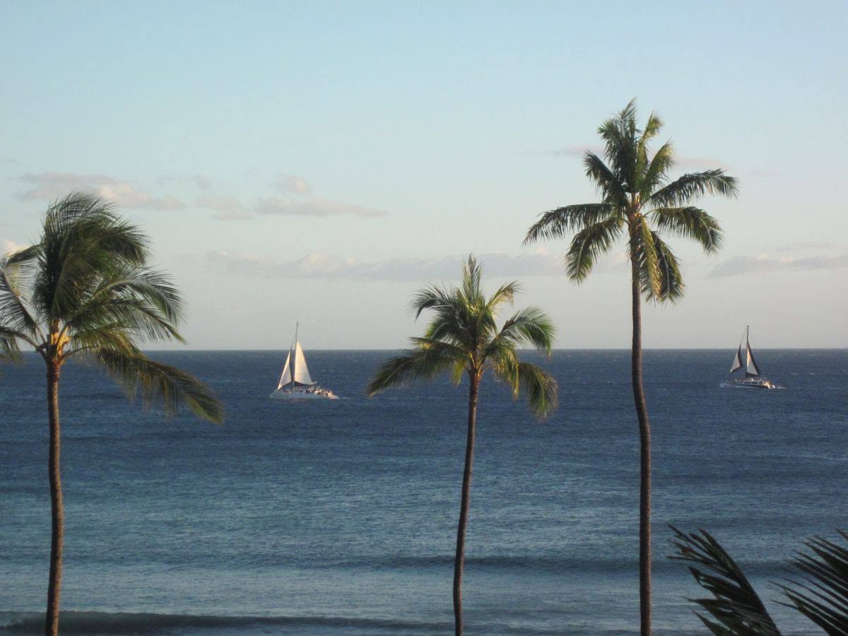 Sailboats drifting past palm silhouettes on a Maui afternoon