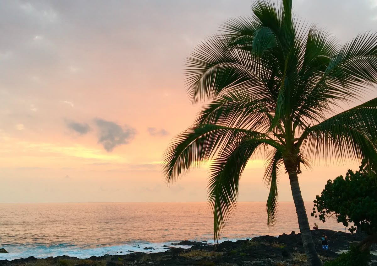 Lone palm at pastel sunset on a Hawaiian shore