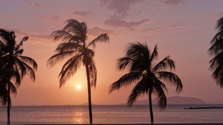 Three palm silhouettes against a pink sky