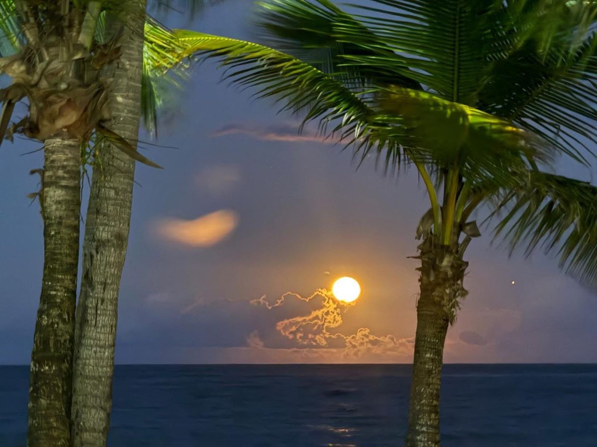 Din Tanovic — sunset palms, golden hour by the coast Din Tanovic — golden sunset light filtering through palm fronds at a coastal retreat