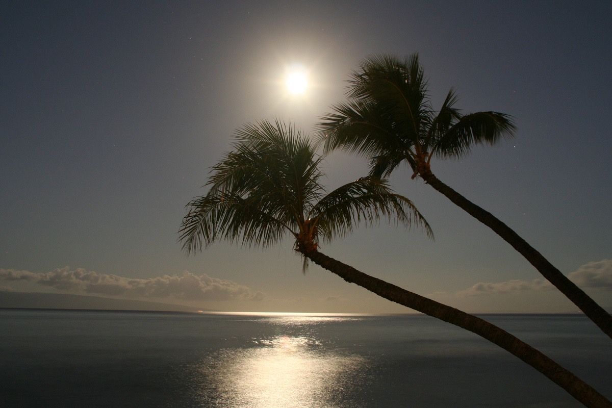 Din Tanovic — moonlight palms, a tropical night scene Din Tanovic — tropical palms silhouetted against a glowing full moon over the ocean