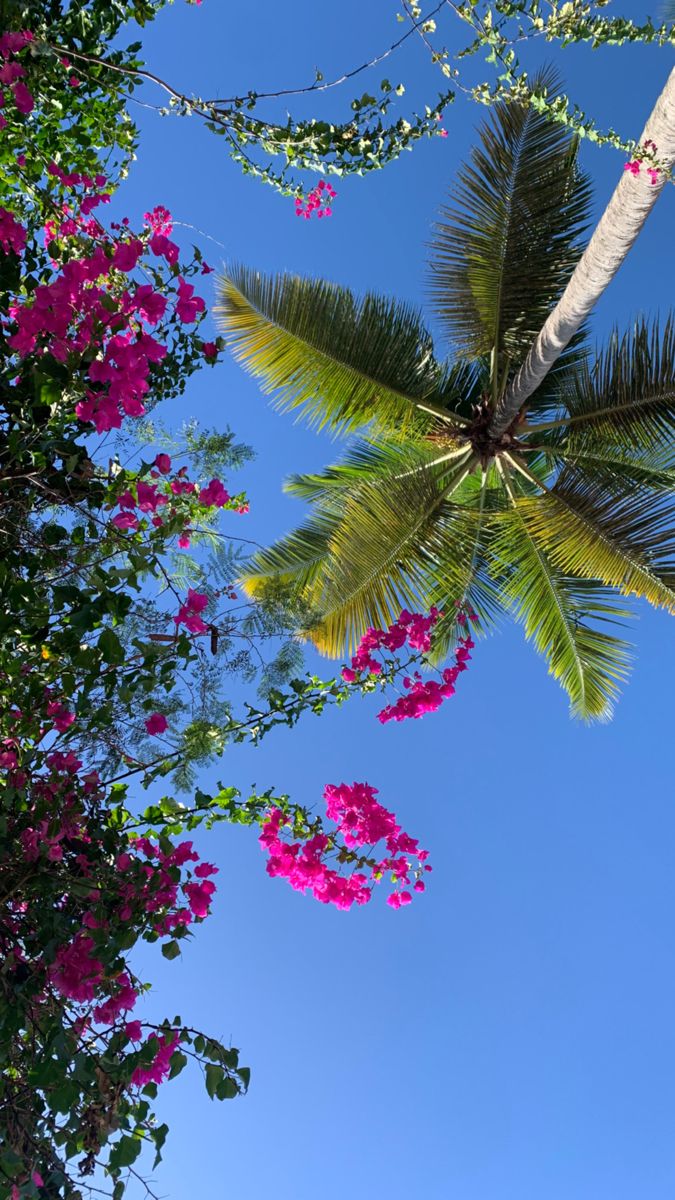 Coconut palm and pink bougainvillea framing a tropical sky