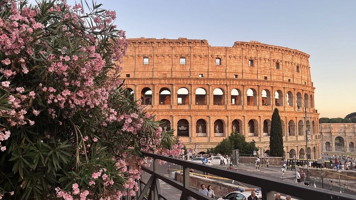 Pink oleander in the foreground with the Colosseum glowing at golden hour