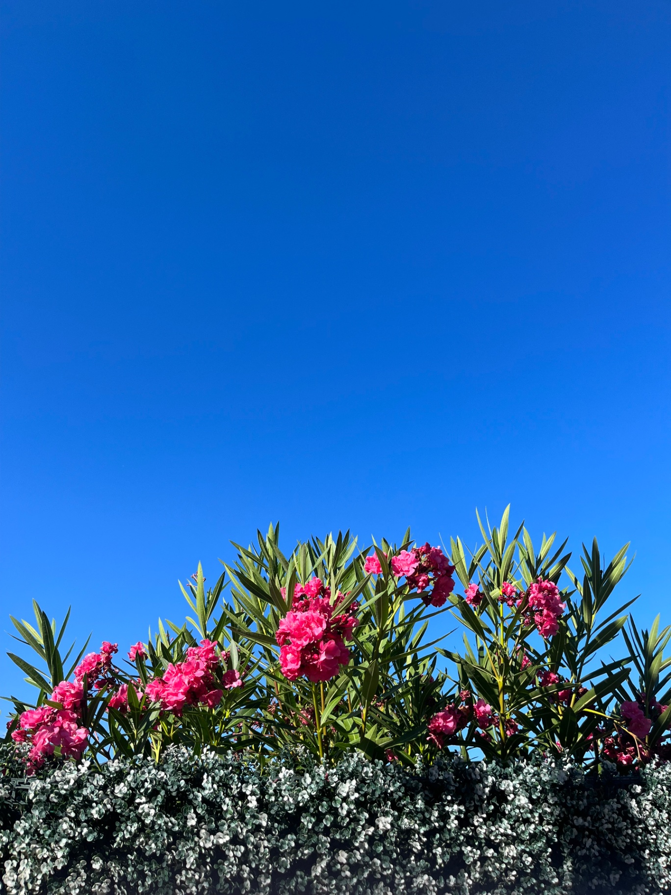 Din Tanovic — pink oleander blooms against a deep blue Mediterranean sky