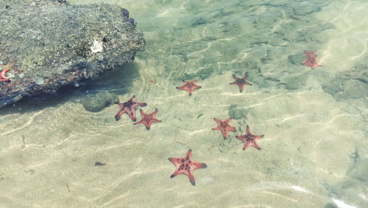 Red starfish scattered across clear shallow water and pale sand